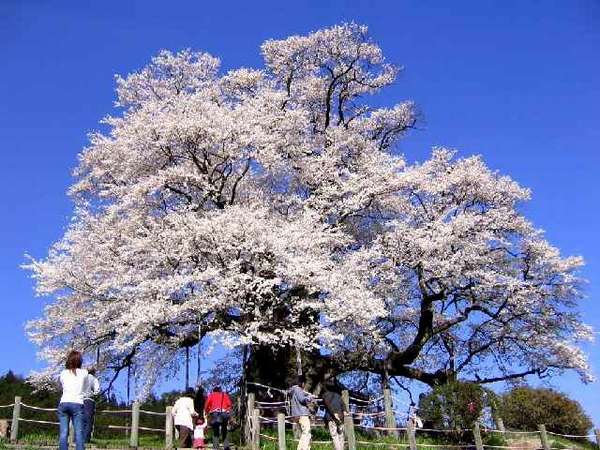 醍醐桜(落合)新日本銘木百選にも選ばれた推定樹齢は1000年県下一の巨木【見　頃】 ４月上旬～中旬 