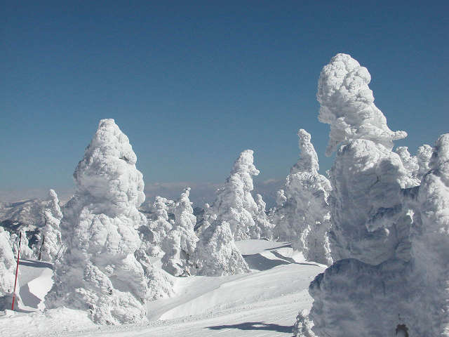 横手山スノーモンスター。樹氷に雪が積もり、巨大化したものを「スノーモンスター」と呼びます♪