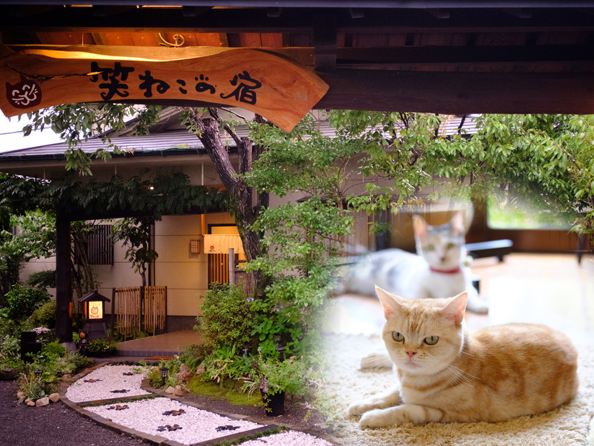 猫 と 泊まれる 宿 西日本