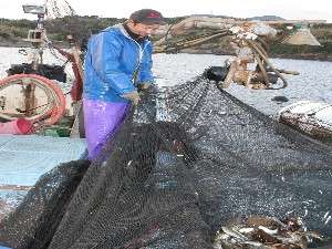 自営の定置網から獲る新鮮な魚を提供致します