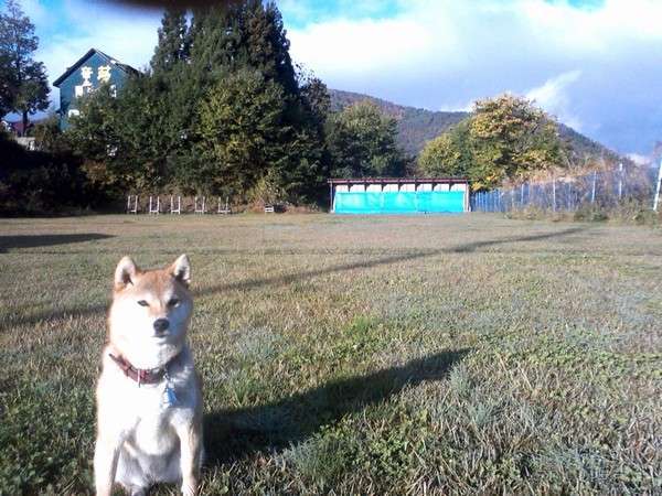 童夢に隣接する天然芝約4000㎡の広大なドッグラン兼洋弓場。愛犬の表情がいつもと違いいきいきと！