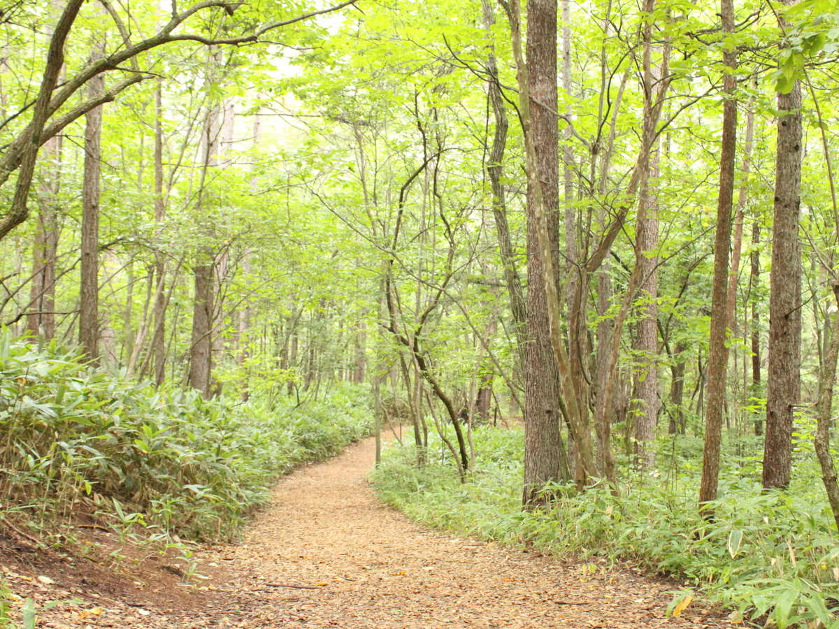 【初夏】ホテル周辺に広がる森林浴コースは、1周2.5キロ、60分の散策コースです。