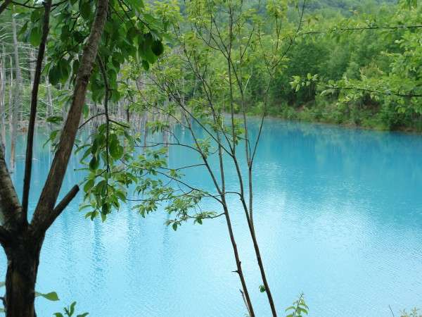 近年、美瑛で一番話題の観光スポット「青い池」。当館から約3.5キロです。