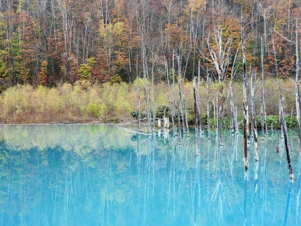 10月の青い池。もうじき雪化粧を纏う頃・・・