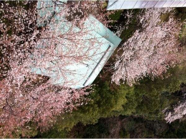 貸切風呂を囲む桜
