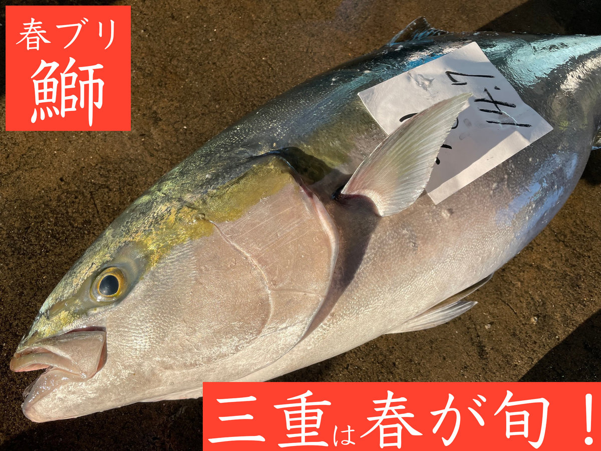 三重のブリは 春が旬!