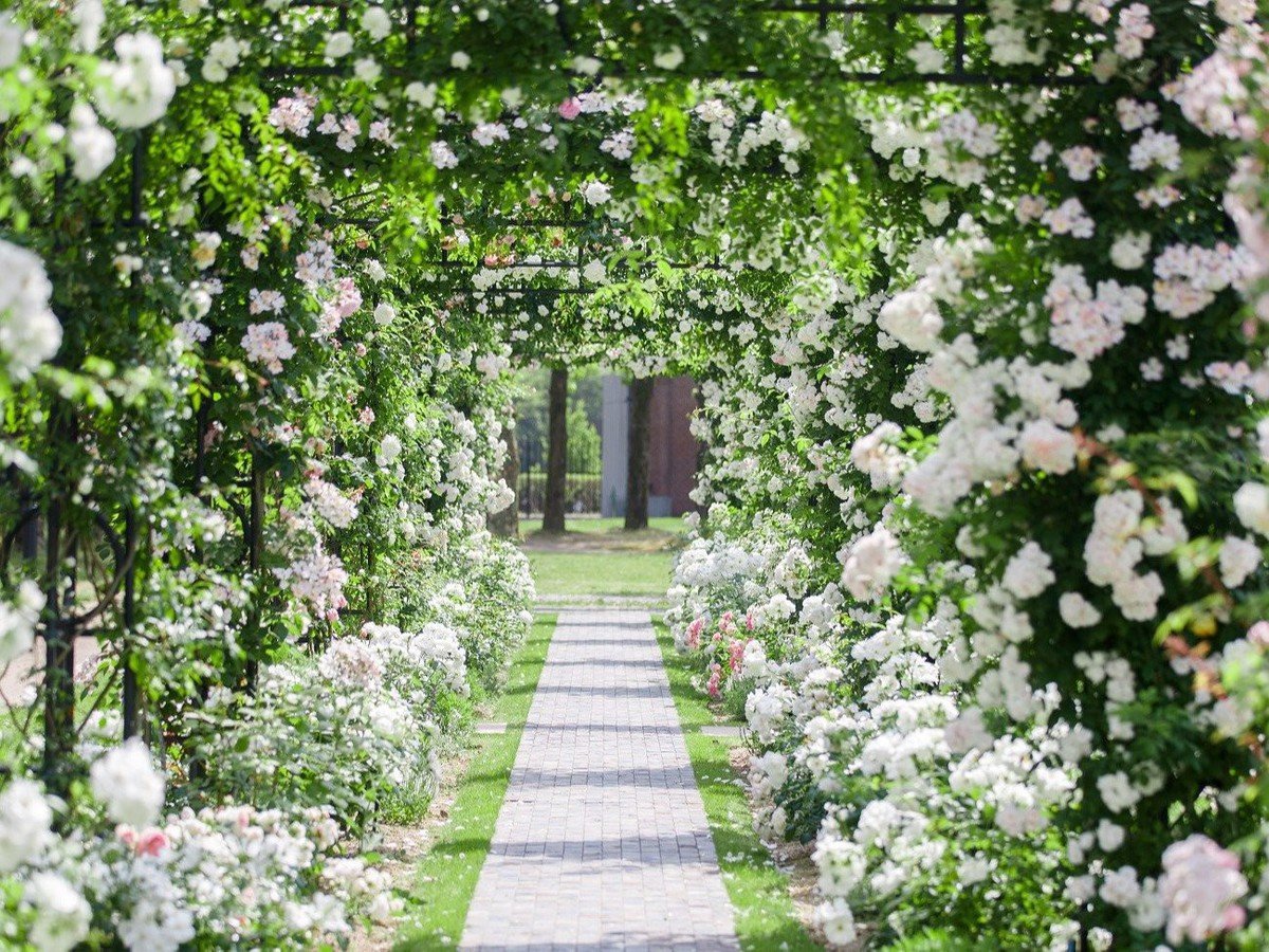 庭園を純白に染める可憐な美しさのホワイトローズガーデン