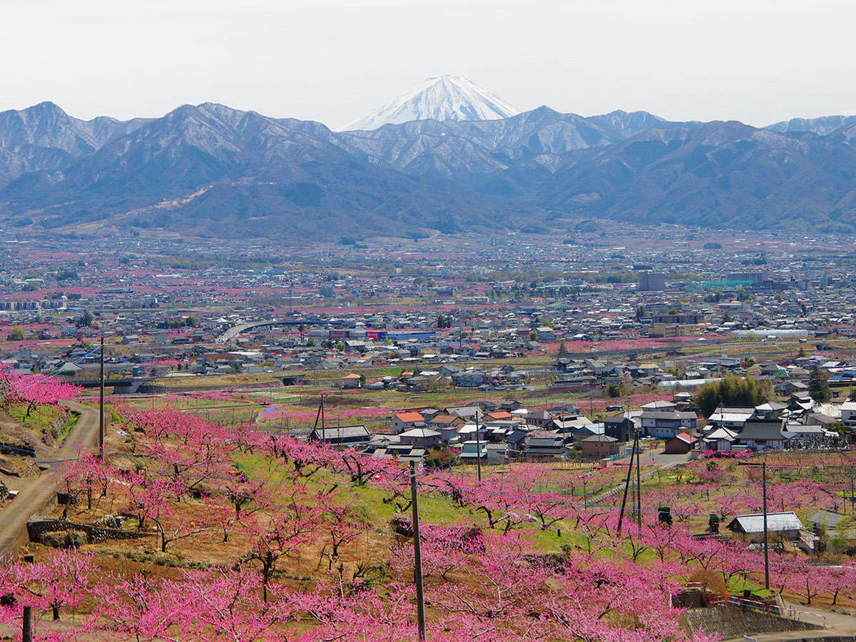 春の山梨、甲府盆地をピンクに染める【桃源郷】をぜひお楽しみください。