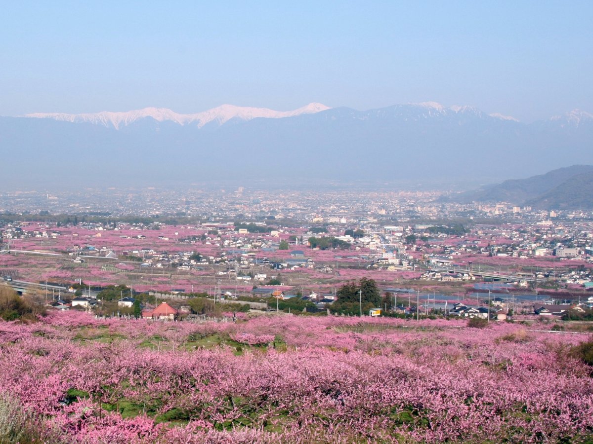 広大な桃畑が広がり、桃の生産量日本一の笛吹市は桃源郷と呼ばれています。