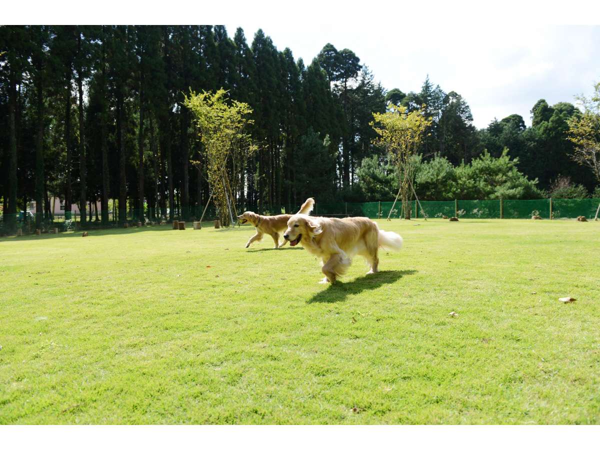 【ドッグラン】天然芝のドッグランは、大型犬も元気に走り回って遊べます。