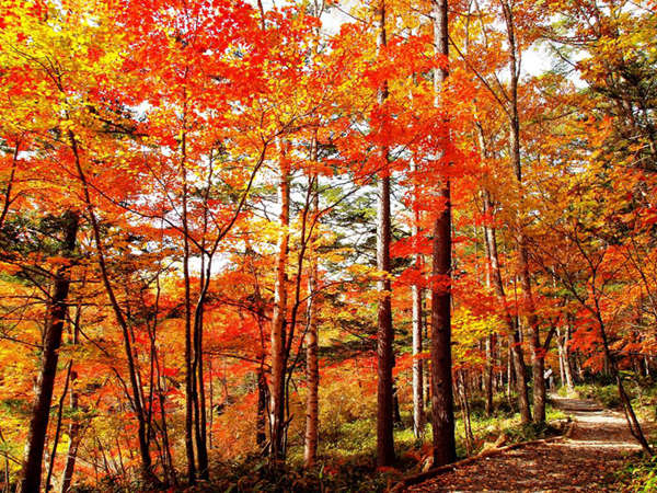 八千穂高原自然園の紅葉。見事な紅葉です。