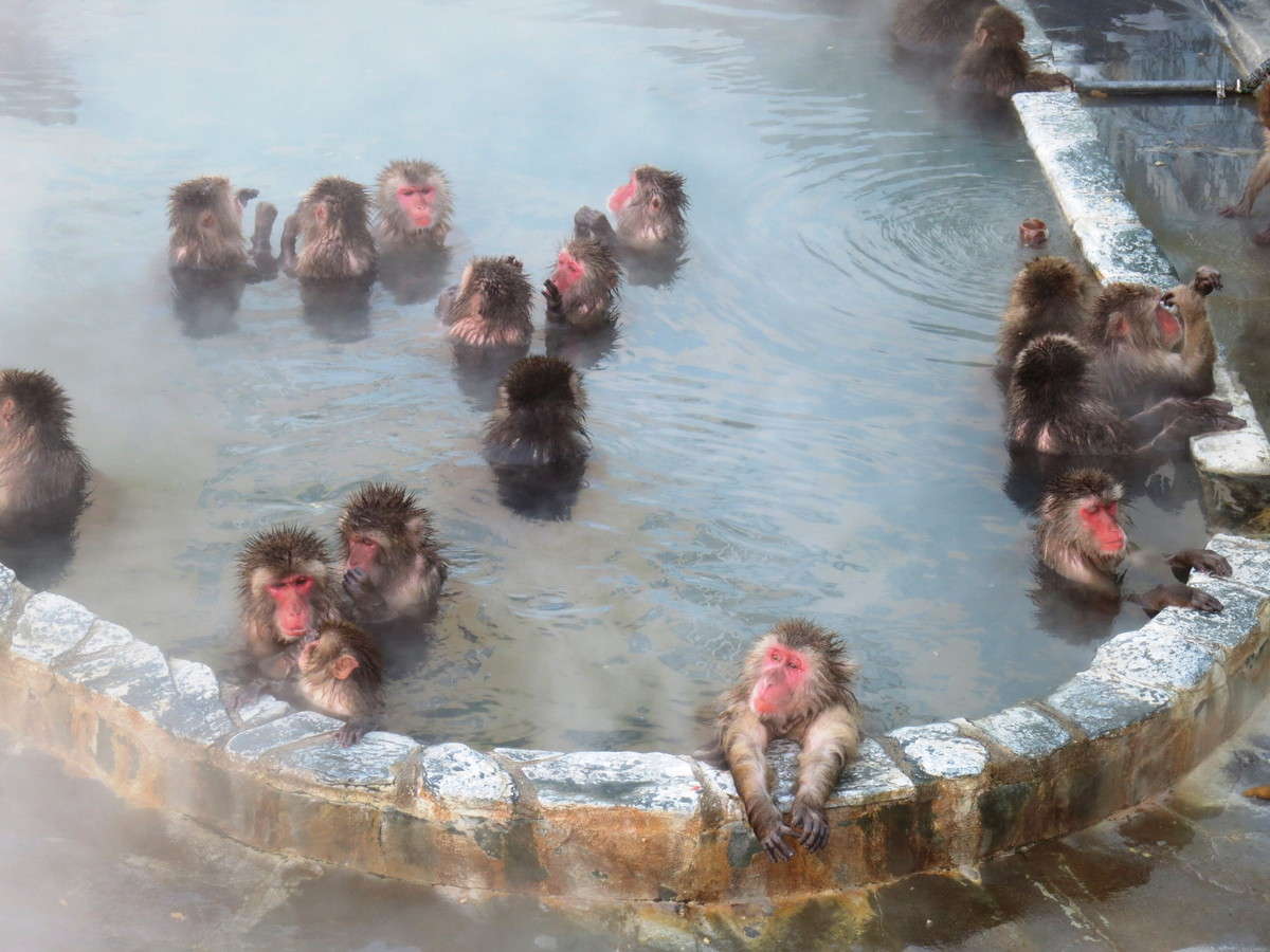 Группа обезьяны в теплой воде слушать. Макаки в Японии в термальных источниках. Горячие источники Япония макаки. Японская баня онсэн обезьяны. Обезьяны в Японии в горячих источниках.