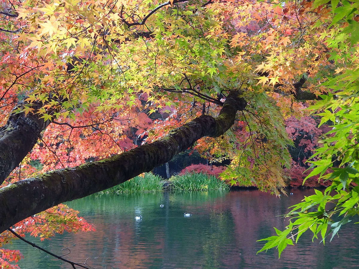 ホテル　サイプレス軽井沢の写真 - 宿泊予約は＜じゃらん＞ ホテル　サイプレス軽井沢の写真- 宿泊予約は＜じゃらん＞