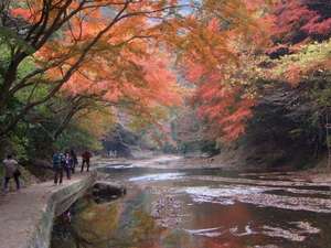 紅葉を望む「粟又の滝」遊歩道は当館より徒歩5分。