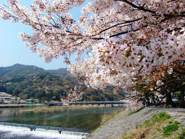 【4月上旬：嵐山】桜が咲いて美しい春の嵐山をお愉しみください！