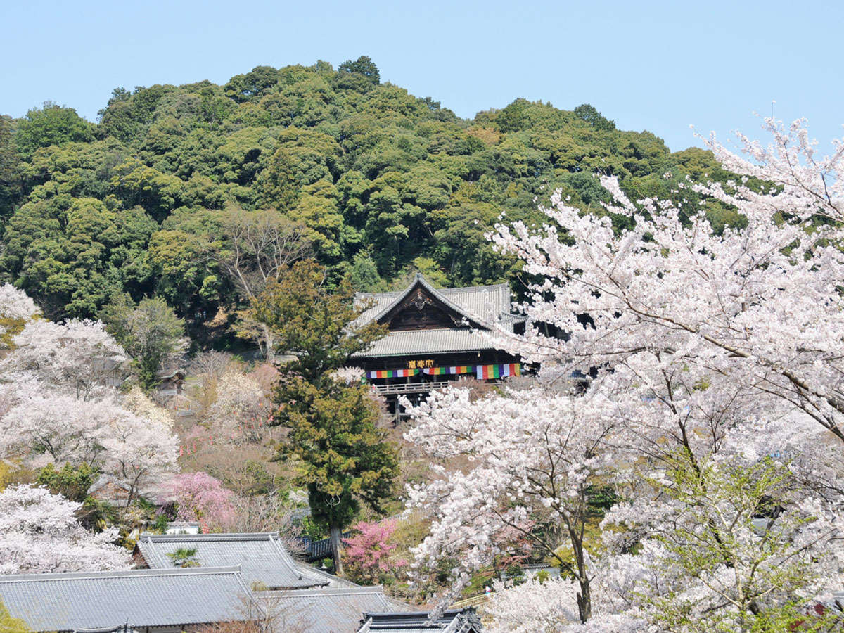 【長谷寺の桜】3月中旬～4月中旬において数種の桜が咲き誇ります。
