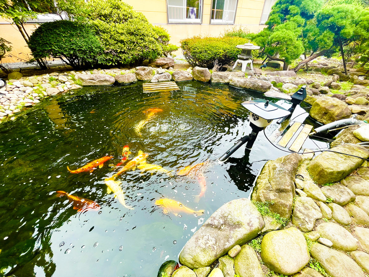中庭の池の鯉