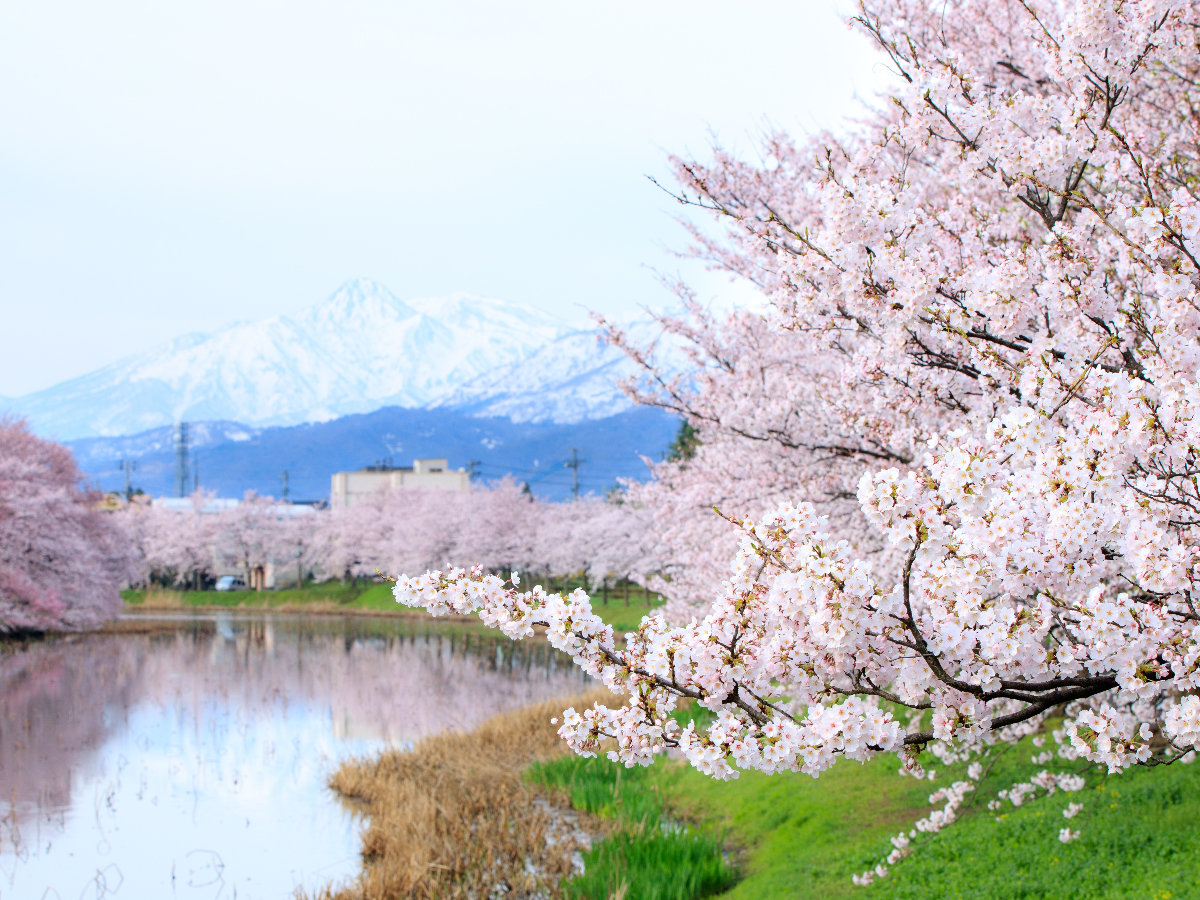 高田城址公園（車：約7分）　公園のサクラはほとんどが「ソメイヨシノ」。約4000本の桜が咲き競う。