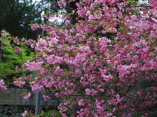 駐車場の八重桜（４月下旬）