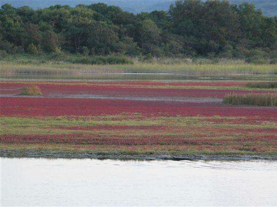 コムケ湖のサンゴ草。見頃は９月中～10月初め頃。夕日が沈む頃に行くのがベスト