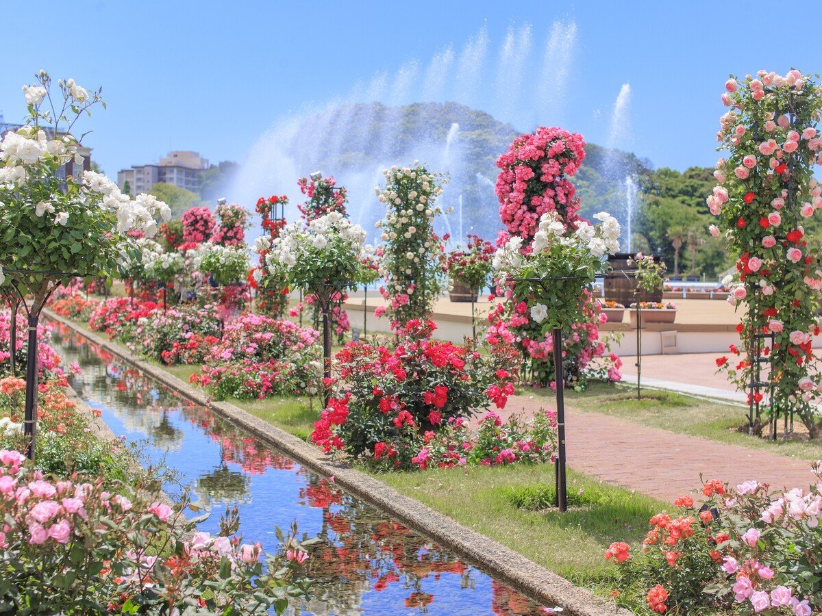 この時期ならではのバラの絶景と噴水のコラボレーション(※昨年の様子)