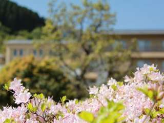 季節の移り変わりとともに、自然の花が咲き誇ります。特にミヤマキリシマの開花時期は、とても人気。