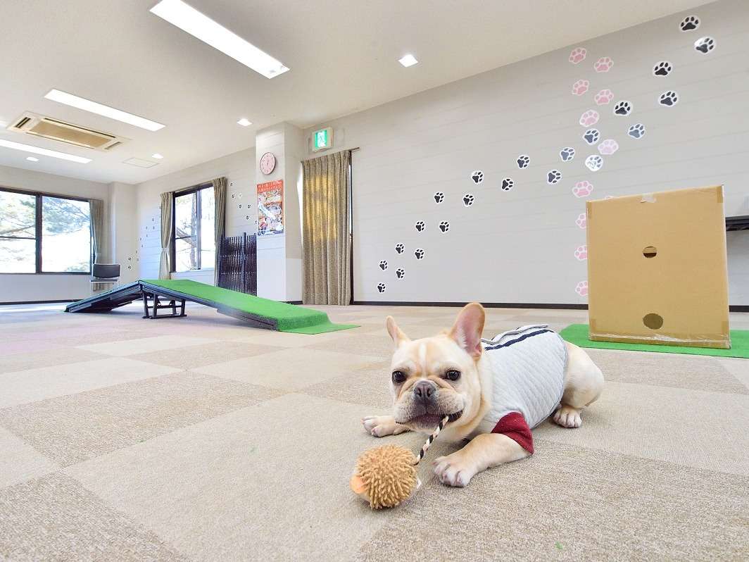 室内ドッグラン