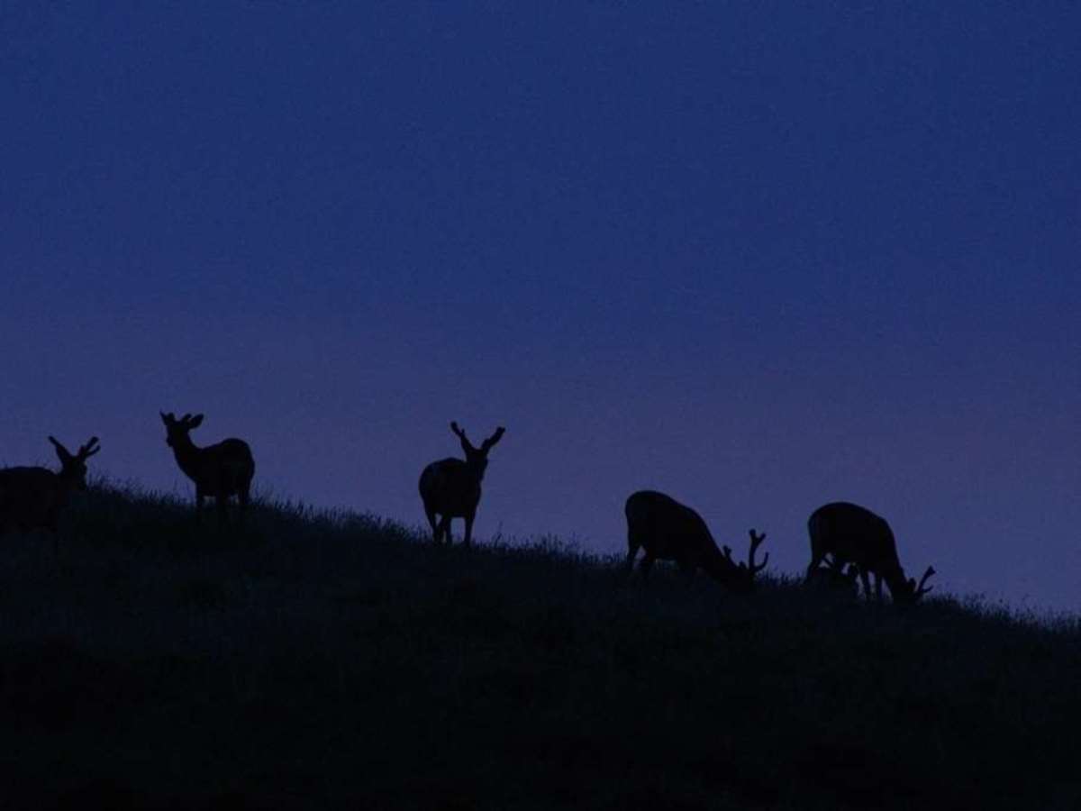季節限定で、夜に鹿を見に行くナイトウォークプログラムを開催しています♪