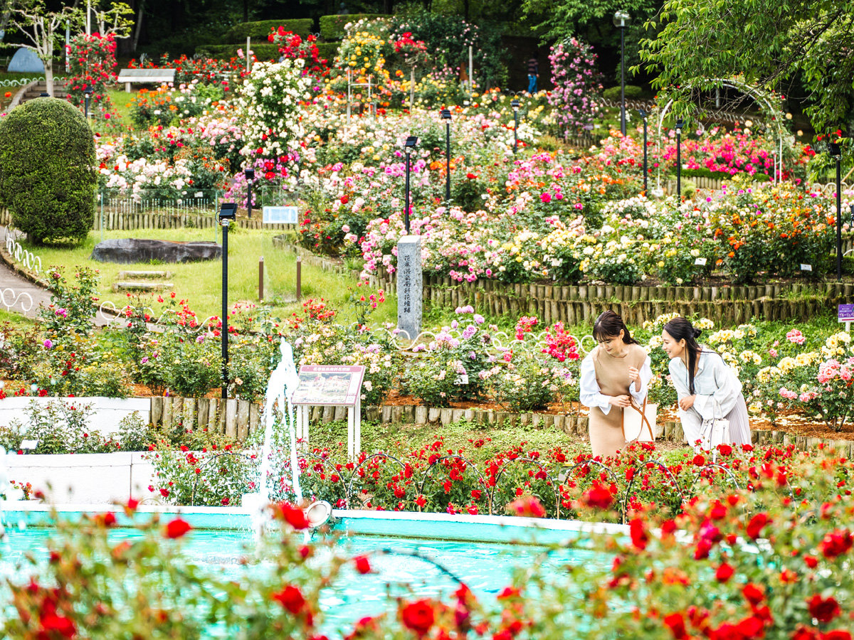 【花巻温泉バラ園】5月下旬から10月下旬まで6,000株のバラをはじめ、季節の花々が咲いています。
