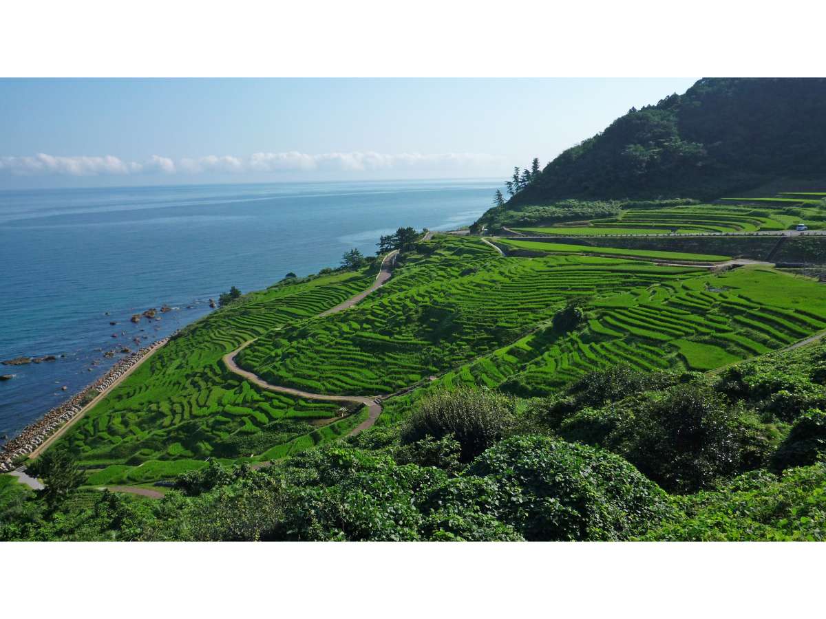 夏の千枚田