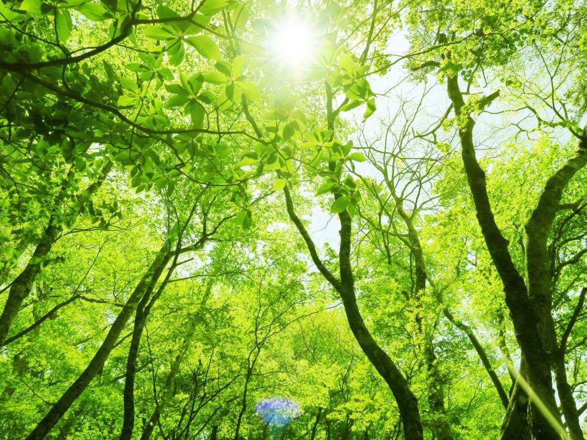 箱根九頭龍の森緑溢れる自然公園