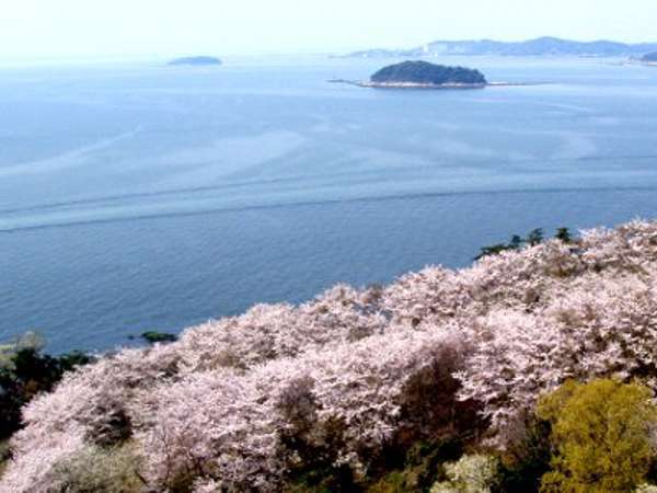 桜の穴場『西浦園地』は当館徒歩2分♪