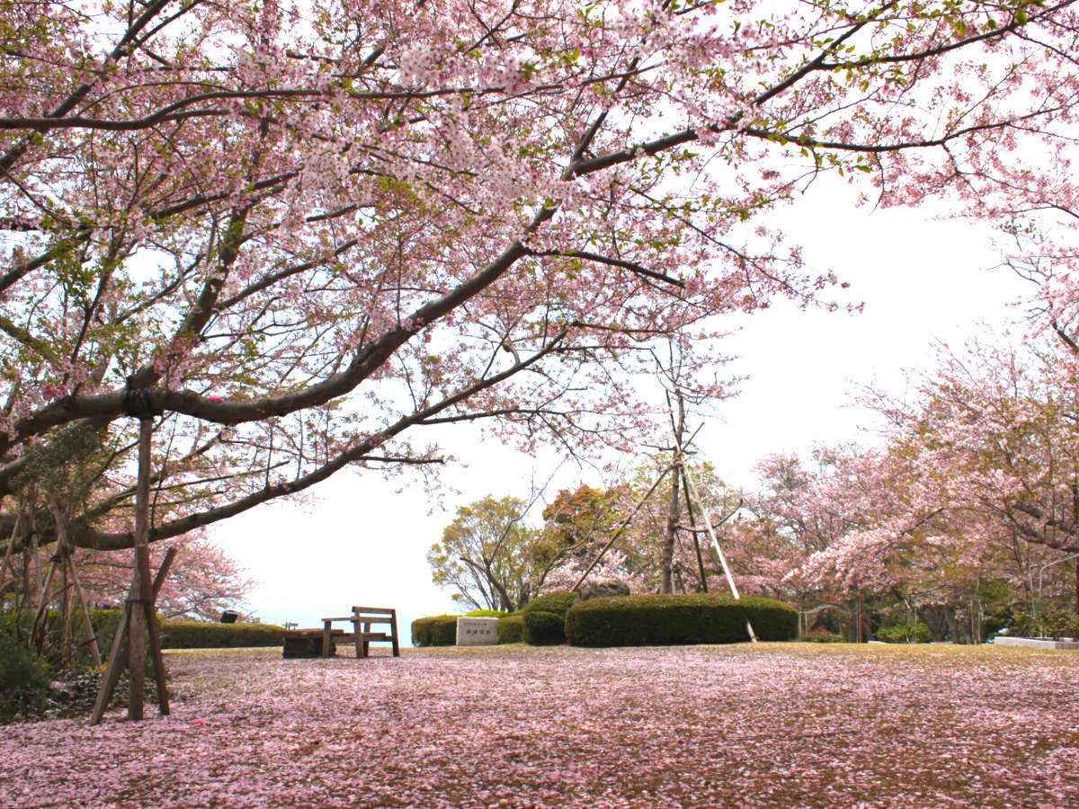 弊館裏の西浦園地、実は桜の隠れた名所です