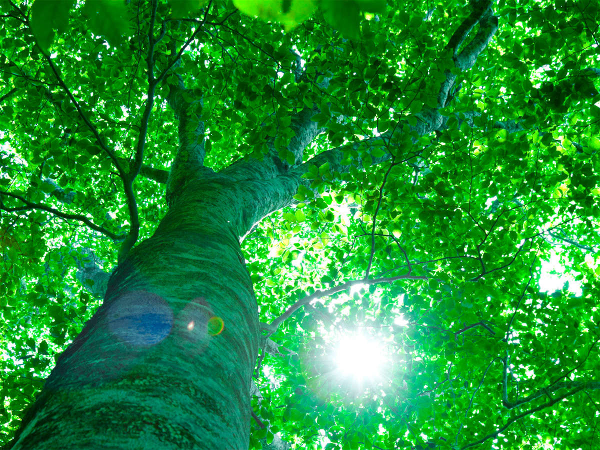 *マザーツリー／ブナの平均寿命200年を超え、樹齢400年と想定される神聖な木は人気スポット。