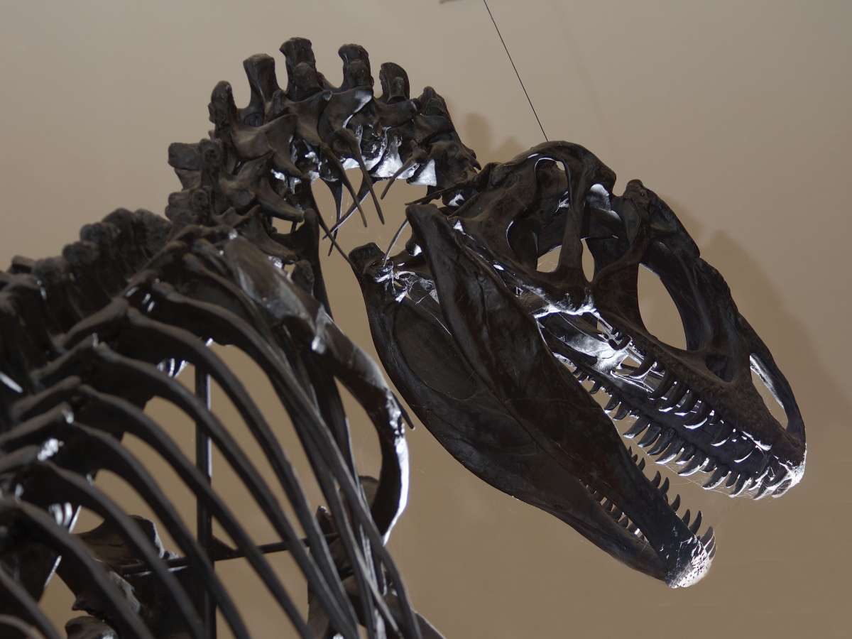 【１階エントランス】全長約１０メートルのアロサウルスの実物大全身骨格標本。カッコ良すぎでしょう！