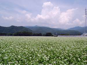 信州蕎麦は名産品。蕎麦畑も近隣にたくさんあります。
