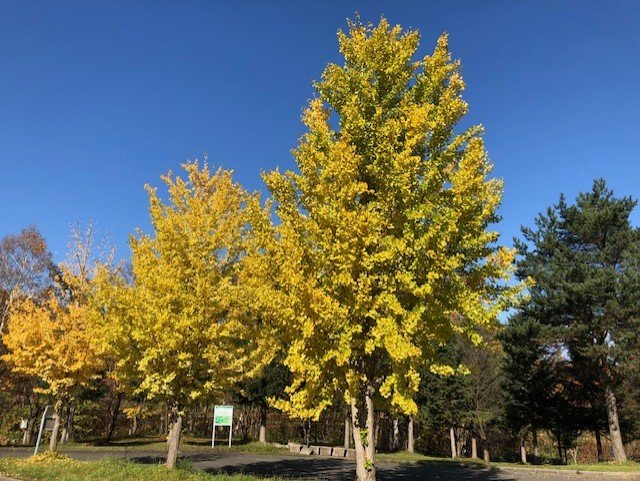 日本の秋を彩る樹木イチョウ美しい黄葉がひらひらと舞い落ち、地面を黄金のじゅうたんに変えます。