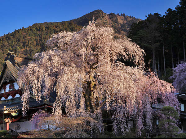 ◆《久遠寺のしだれ桜》全国しだれ桜10選にも選ばれている巨木が群生しています。