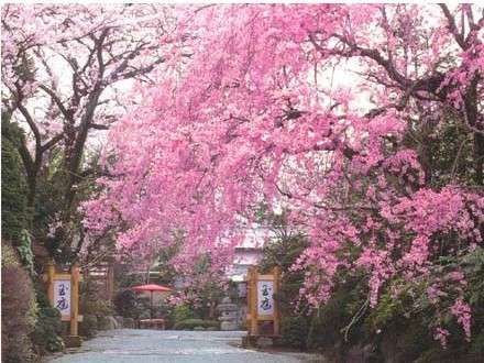 満開のしだれ桜が当庭の門を彩ります