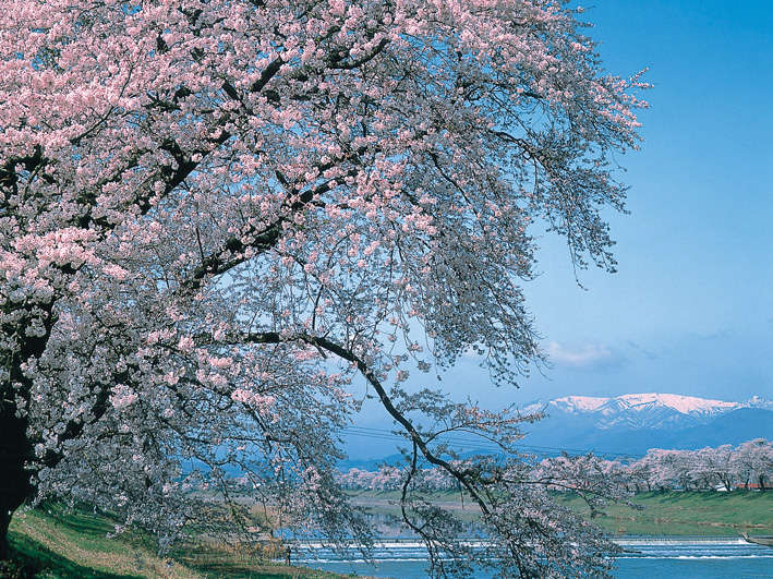 県内でも有名な桜の名所「白石川堤一目千本桜」全長約8km、約1200本の桜並木は圧巻の一言。車で約40分。