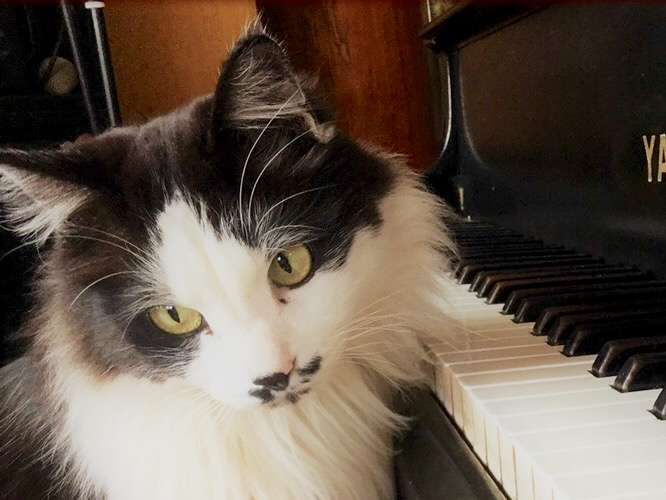 看板猫に会えるかも～インスタ#今日のコルテス#ピアノがある隠れ家