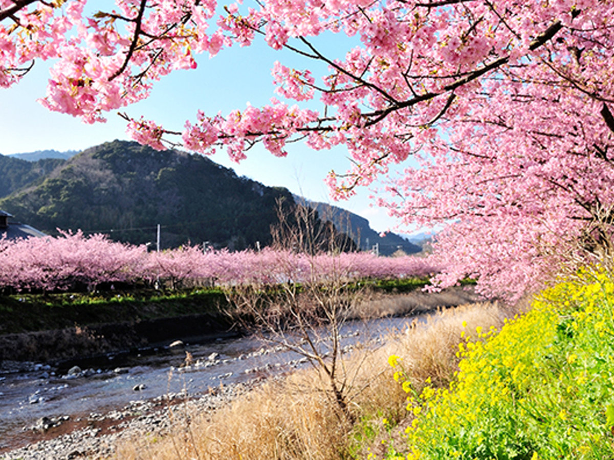 河津桜祭りは毎年２月