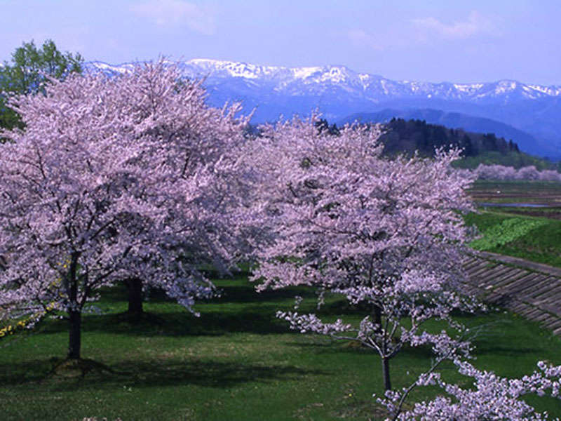 *【雫石川園地の桜】例年見頃は4月下旬～5月上旬（車で約15分）
