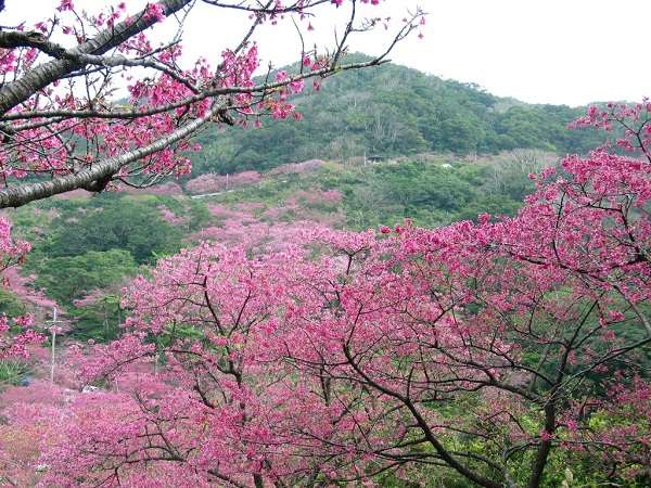 日本一早いサクラまつり開催。本部八重岳桜まつり＆今帰仁グスク桜まつり（どちらも車で約15分）