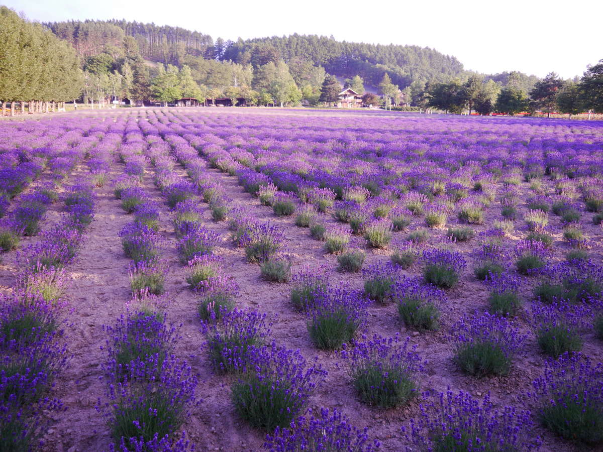 Surroundings・Views