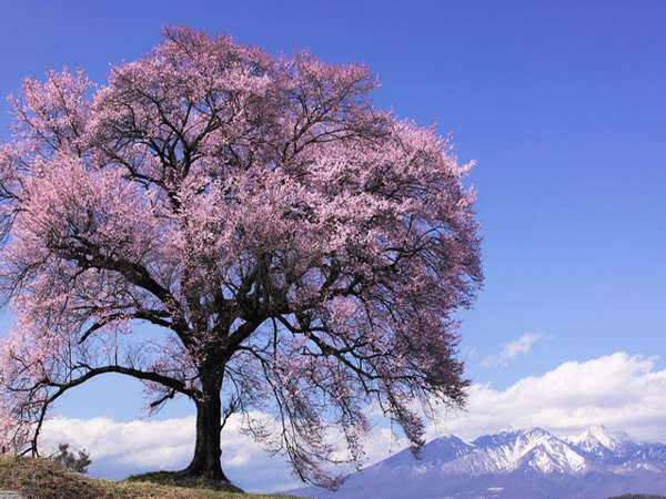 【わに塚の桜】残雪の山々をバックに咲き誇る姿は圧巻です。※ホテルからお車で約45分程