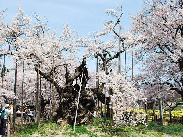 【山高神代桜】日本最古といわれる樹齢約2,000年の桜です。※ホテルからお車で約40分程