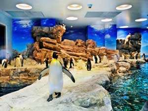 日本最大の施設『ペンギン村』OPEN！「海響館」、海峡ゆめタワーの割引券あり♪海響館まで車で5分。