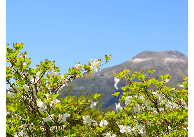 ゴヨウツツジと茶臼岳。今年の「ゴヨウツツジ」は例年より開花が早そうです！！