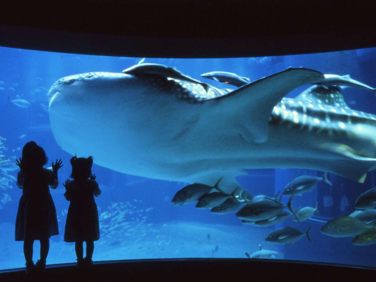 世界最大の水族館「海遊館」では、生命のすばらしさや不思議さを体感できます。